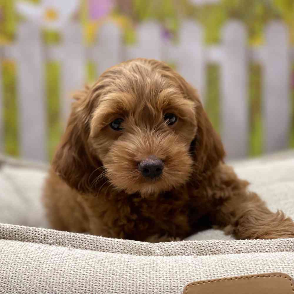 Female Cockapoo 2Nd Gen puppy for sale at Shake A Paw Union.