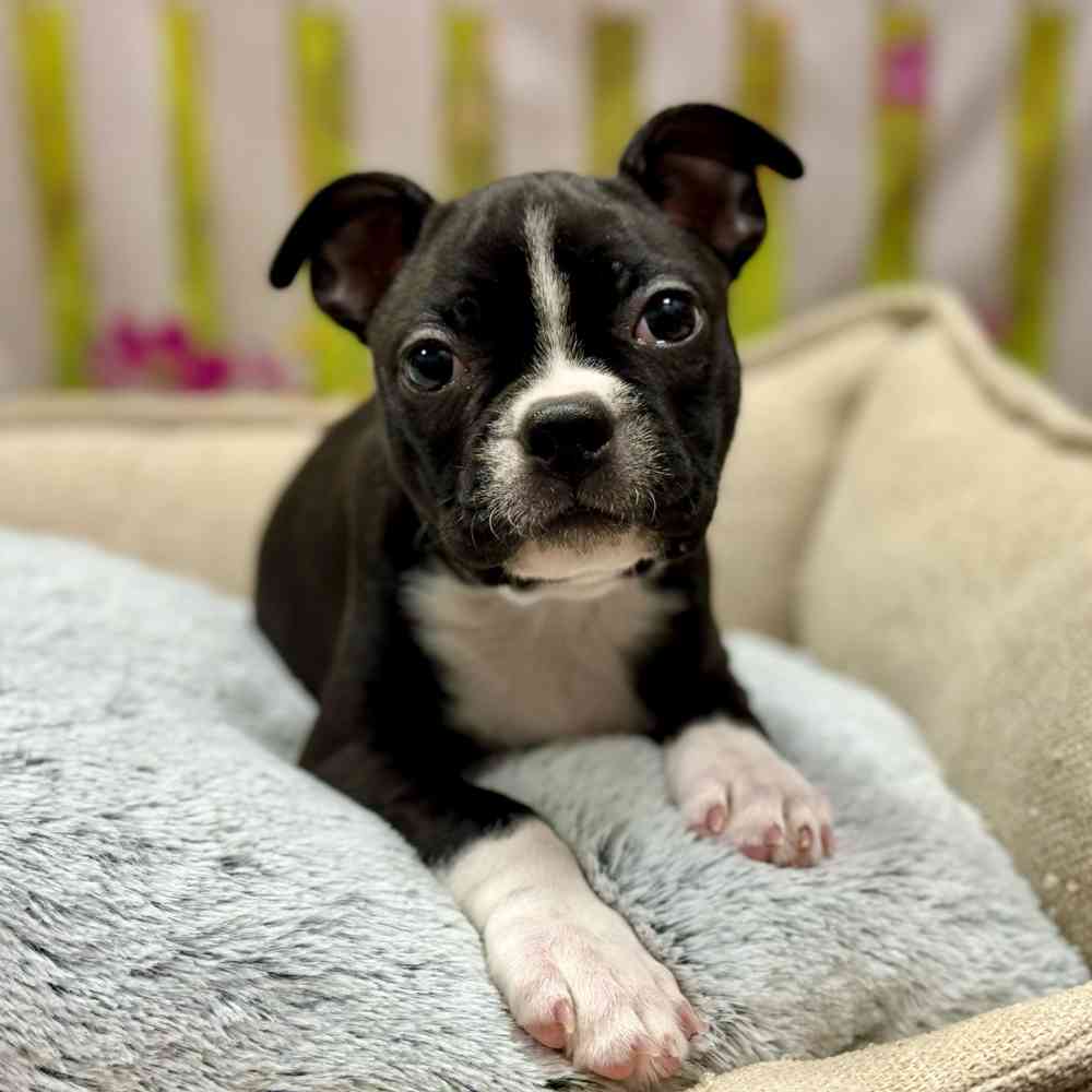 Female Boston Terrier puppy for sale at Shake A Paw Union.