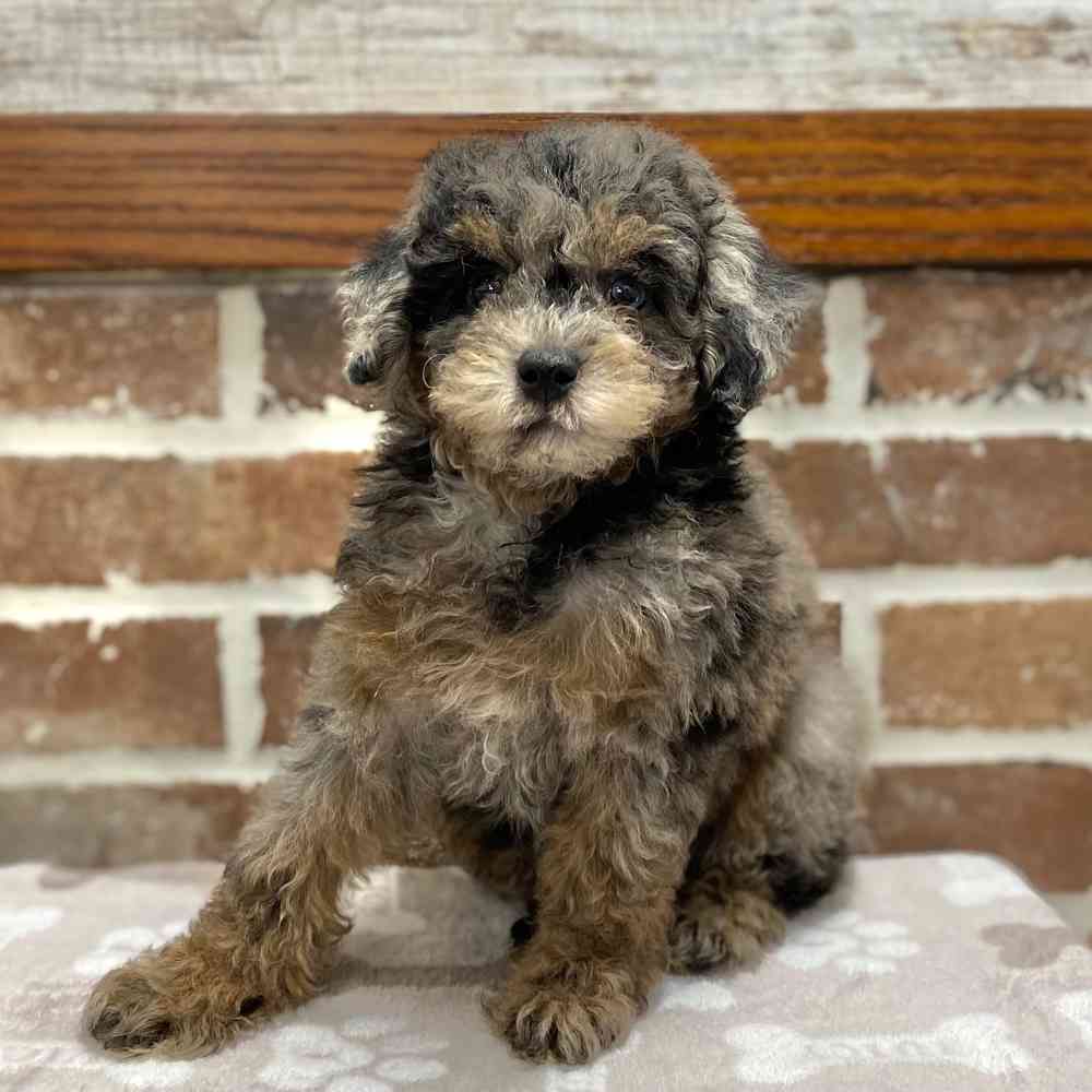 Female Poodle puppy for sale at Shake A Paw Green Brook.