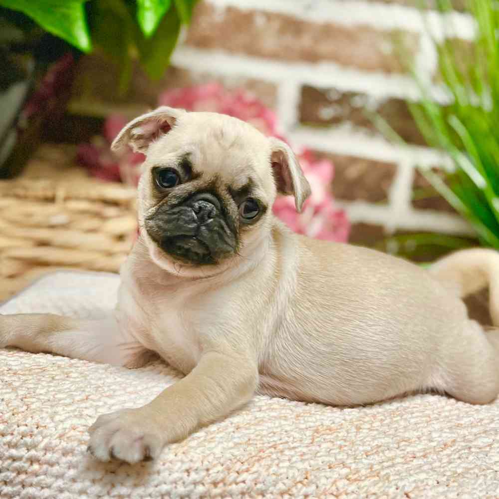 Female Pug puppy for sale at Shake A Paw Green Brook.