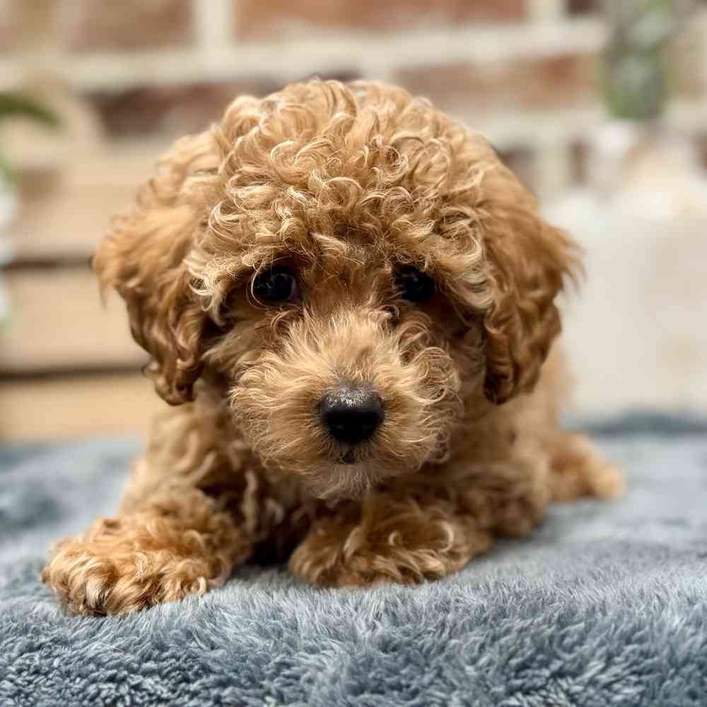 Male Poodle puppy for sale at Shake A Paw Union.