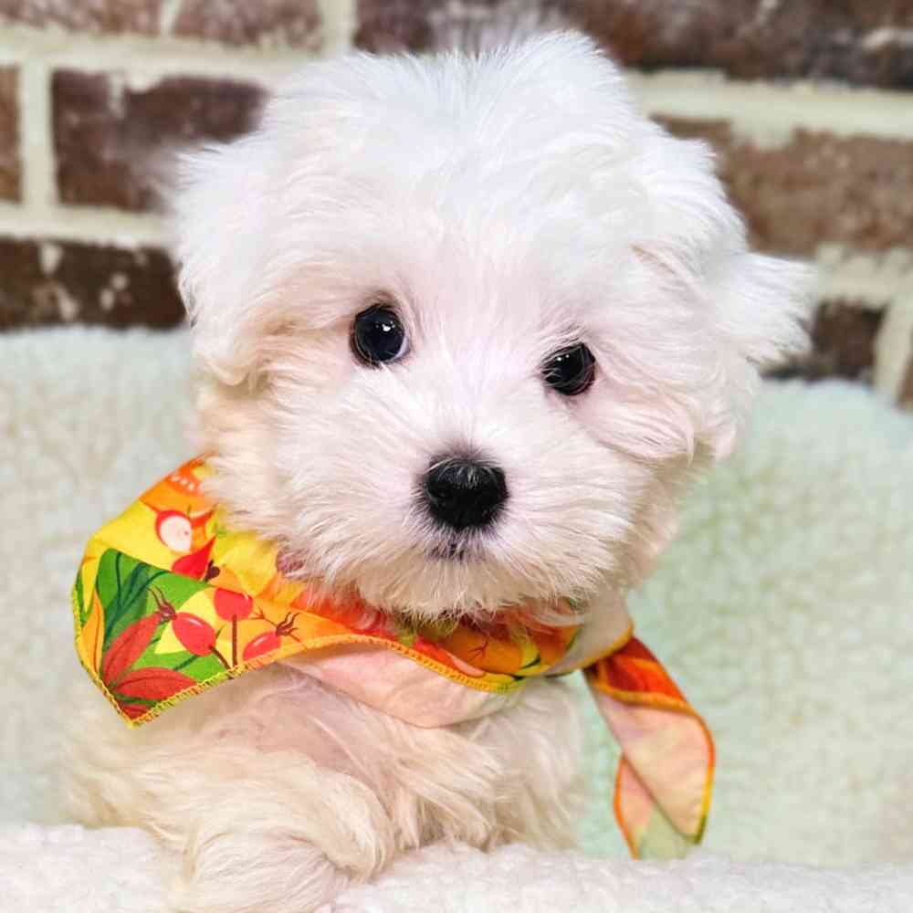 Male Havanese puppy for sale at Shake A Paw Union.