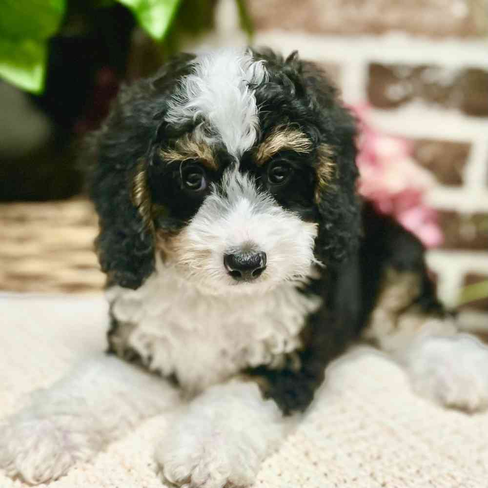 Female Mini Bernedoodle 2Nd Gen puppy for sale at Shake A Paw Green Brook.