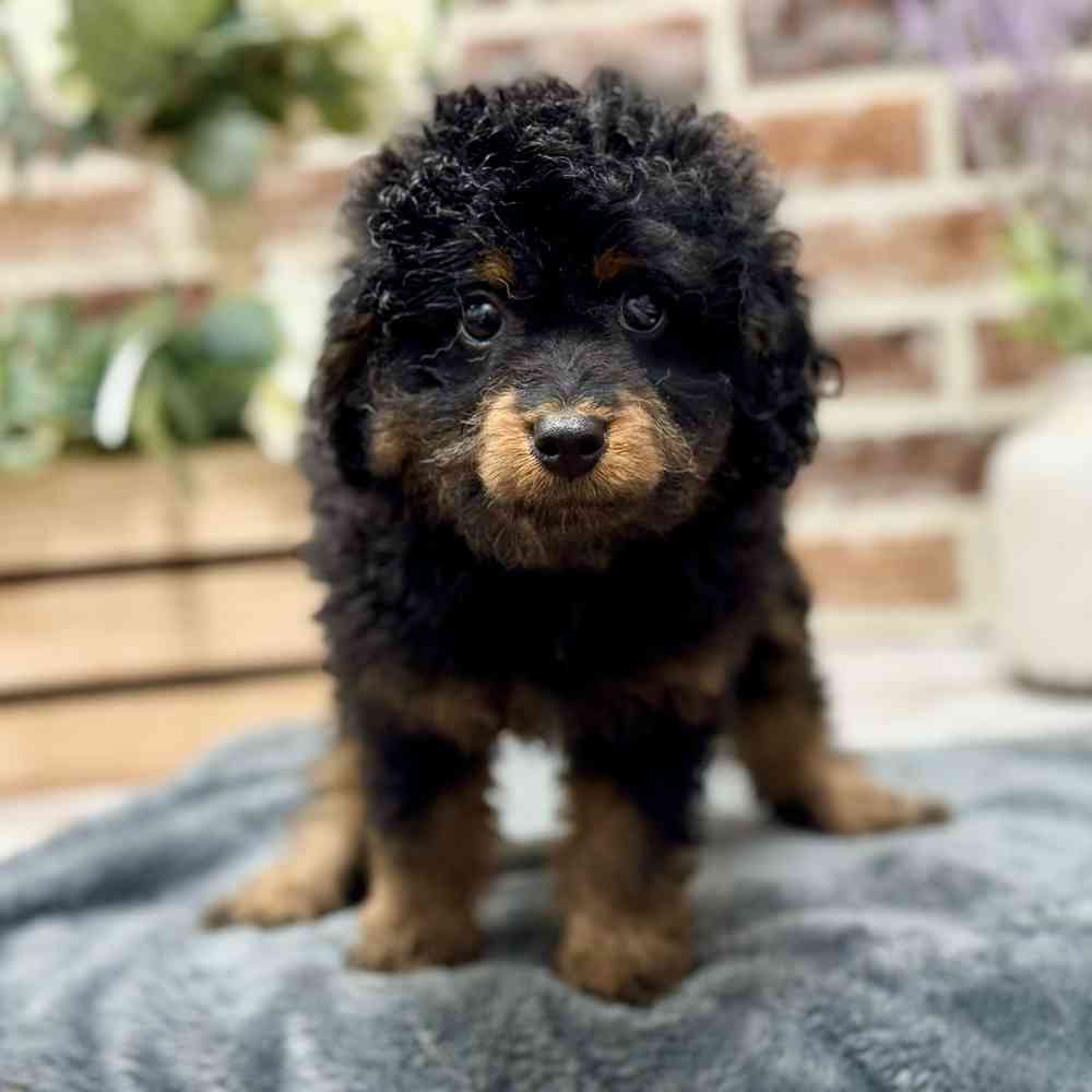 Female Mini Bernedoodle 2Nd Gen puppy for sale at Shake A Paw Union.
