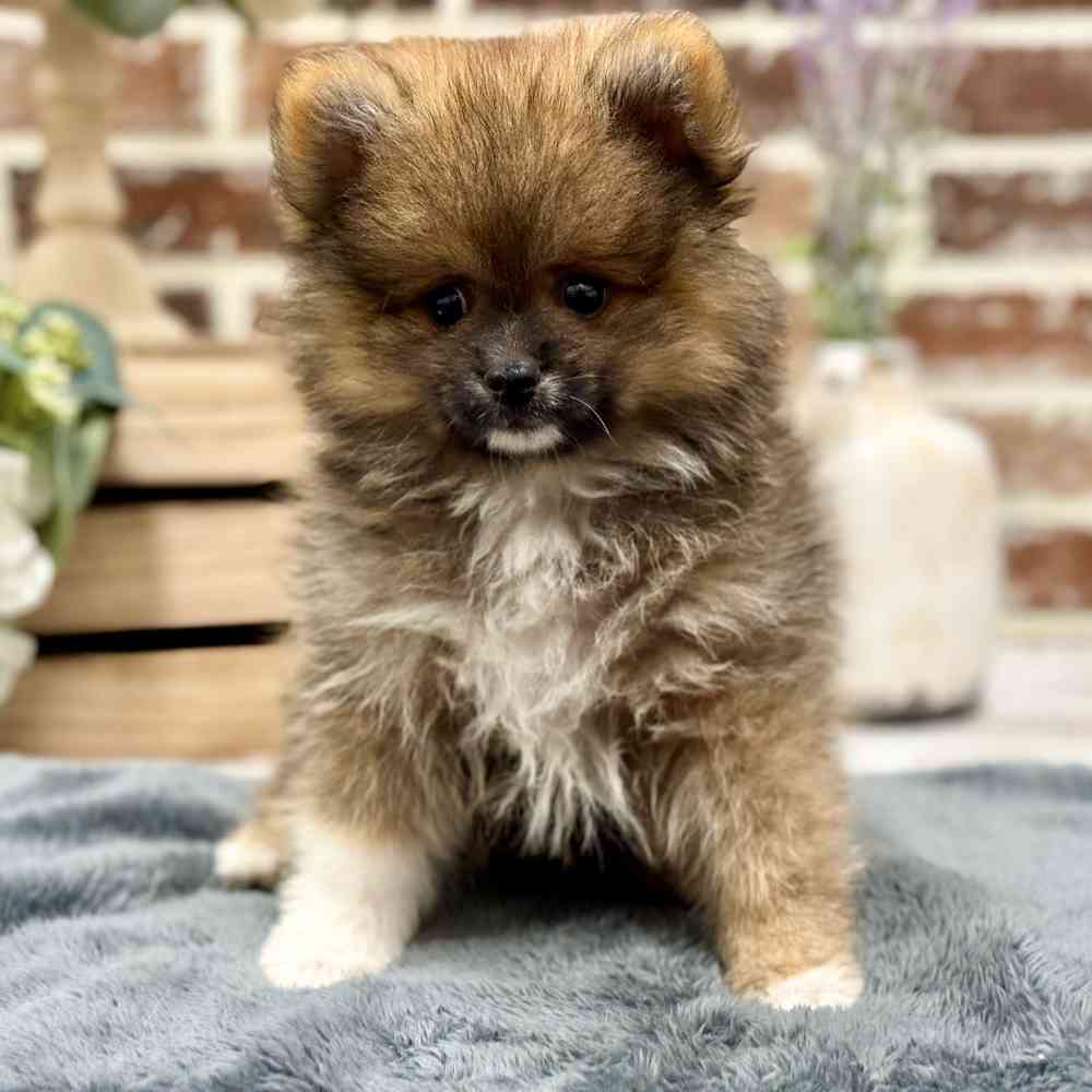 Male Pomeranian puppy for sale at Shake A Paw Union.