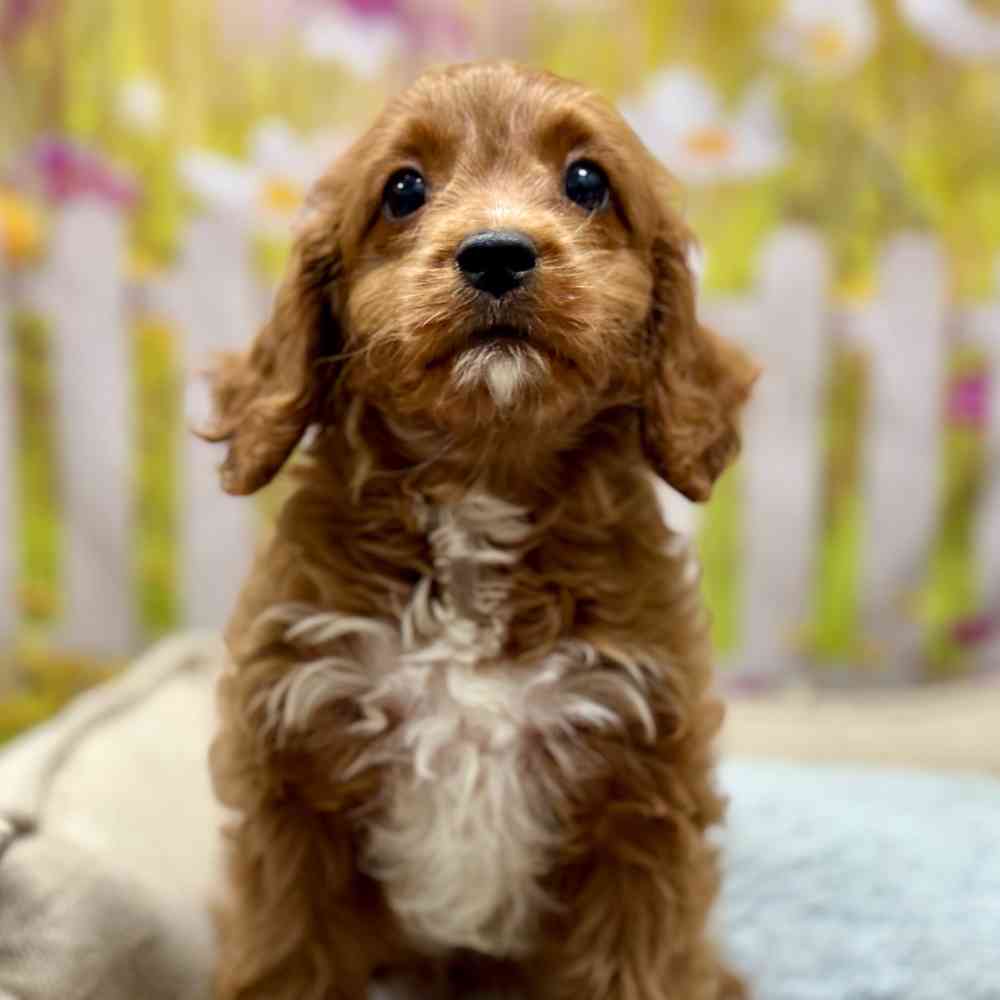 Male Cavapoo puppy for sale at Shake A Paw Union.