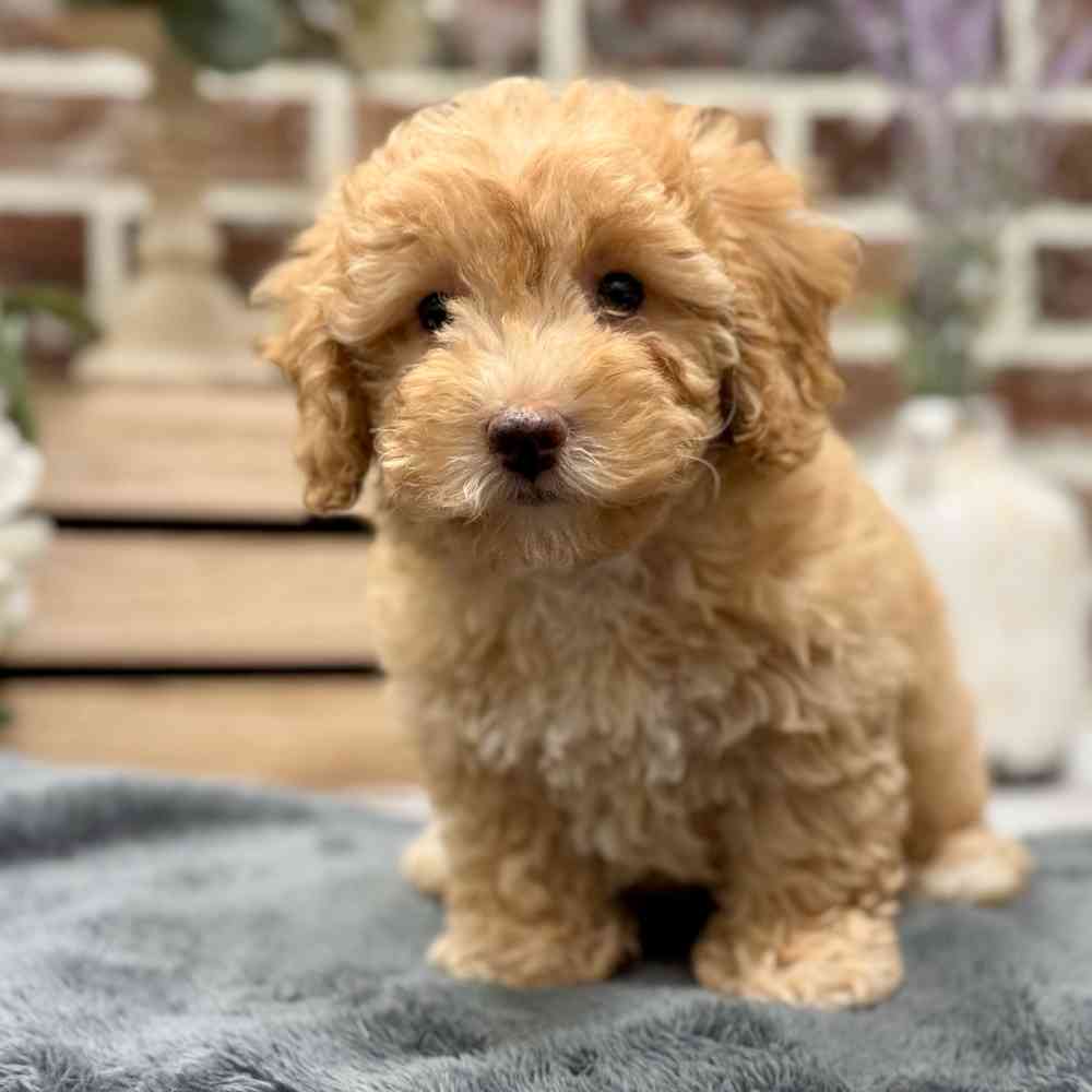 Female Mini Goldendoodle 2Nd Gen puppy for sale at Shake A Paw Union.