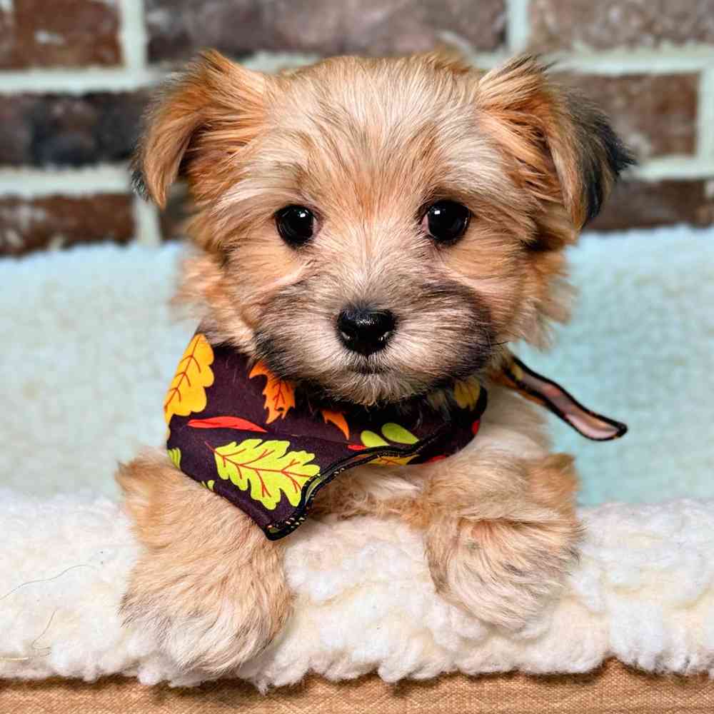 Male Maltese / Yorkie puppy for sale at Shake A Paw Union.