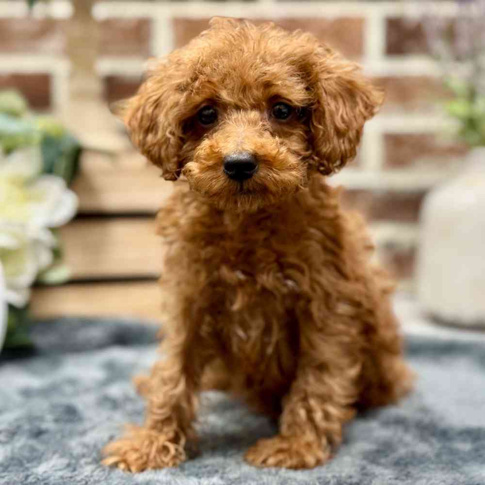 Male Poodle puppy for sale at Shake A Paw Union.
