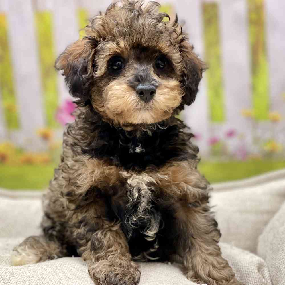 Male Poodle puppy for sale at Shake A Paw Union.