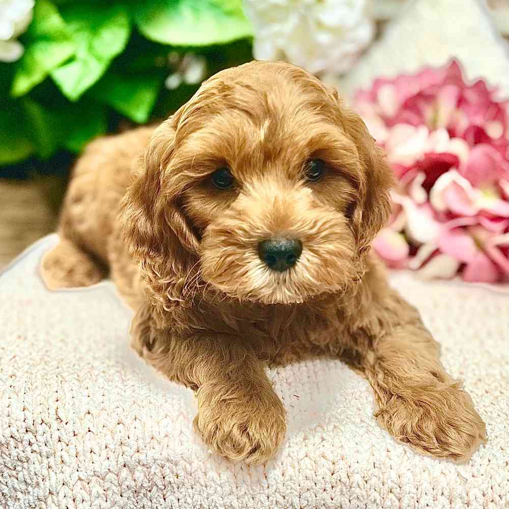 Male Cockapoo 2Nd Gen puppy for sale at Shake A Paw Green Brook.