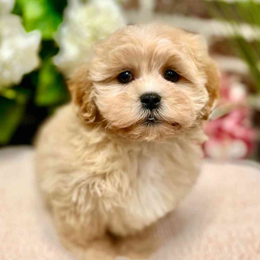 Female Shih Tzu / Poodle puppy for sale at Shake A Paw Green Brook.