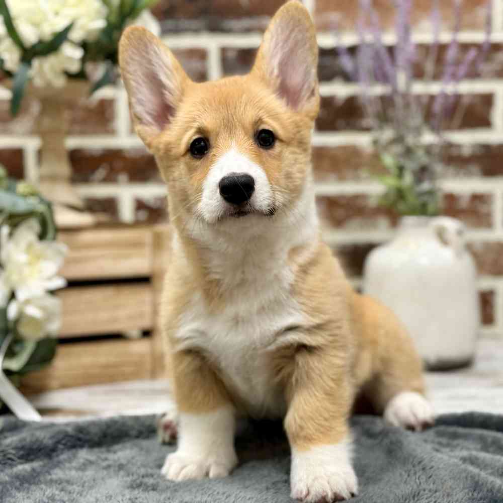 Female Pembroke Welsh Corgi puppy for sale at Shake A Paw Union.