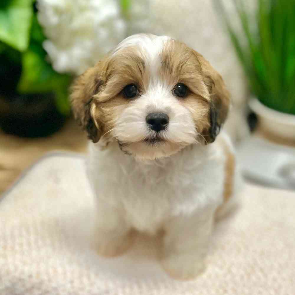 Male Havanese / Shih Tzu puppy for sale at Shake A Paw Green Brook.