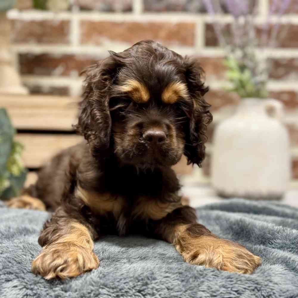 Male Cocker Spaniel puppy for sale at Shake A Paw Union.