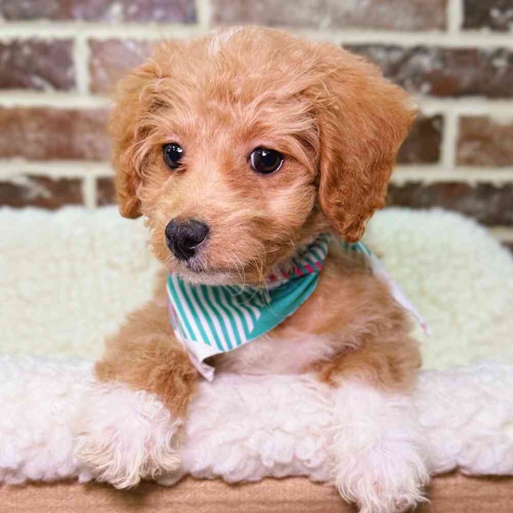 Male Poodle puppy for sale at Shake A Paw Union.