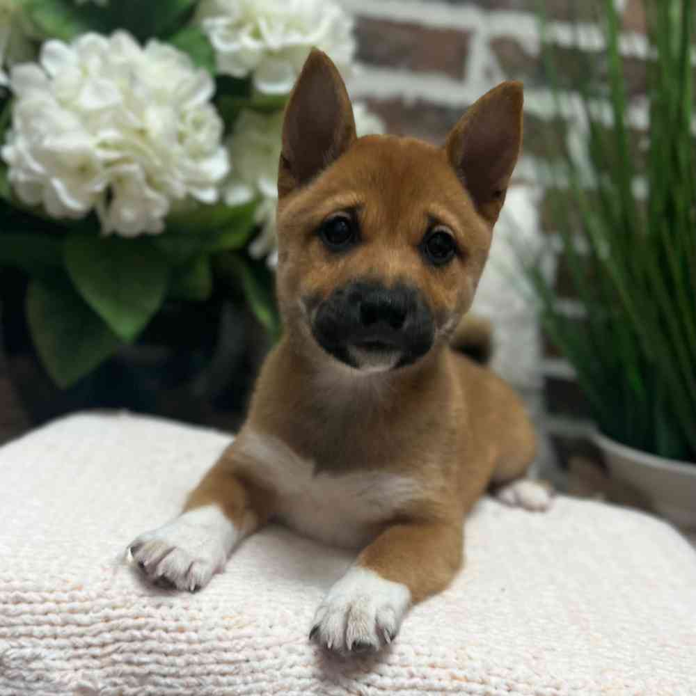 Female Shiba Inu puppy for sale at Shake A Paw Green Brook.