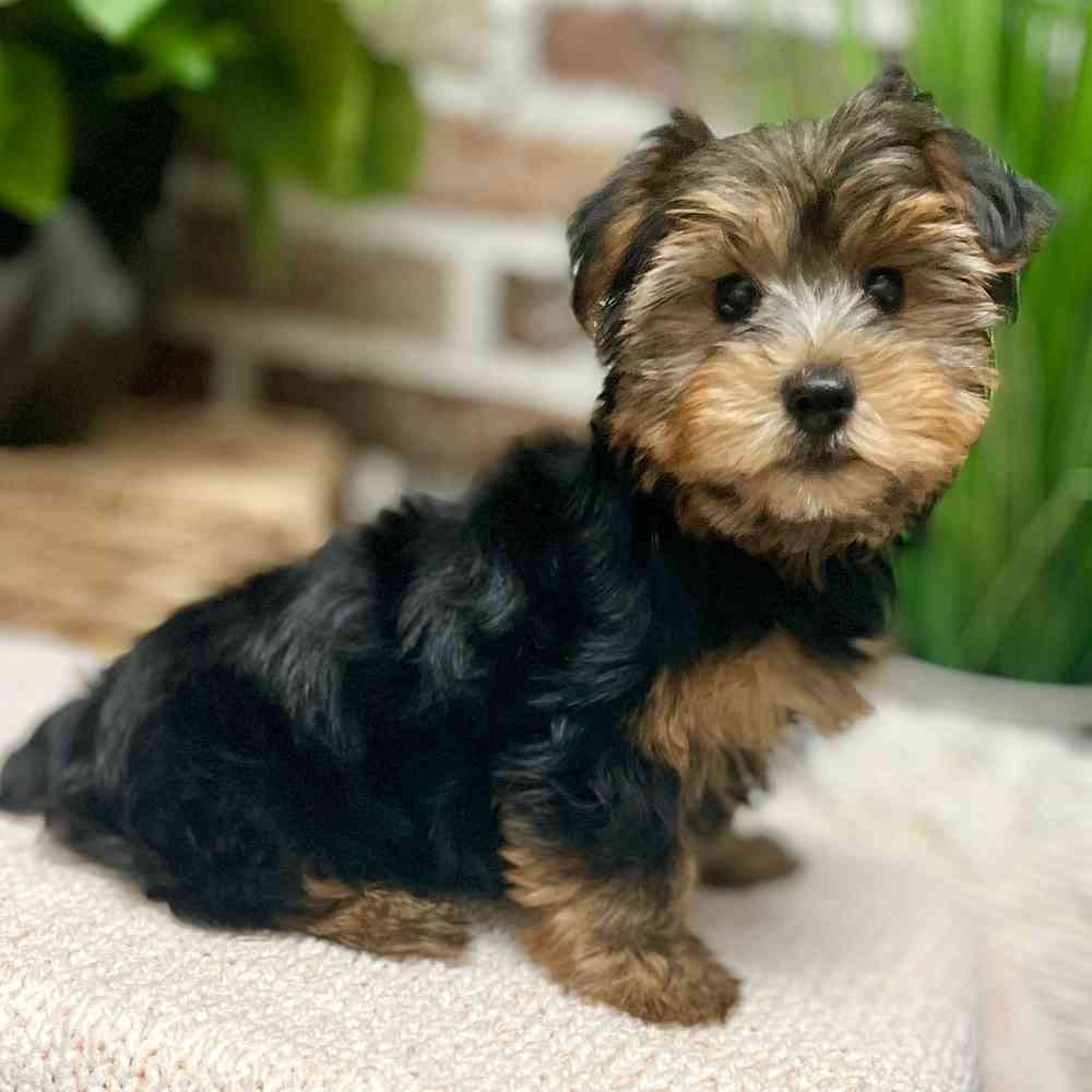 Male Yorkshire Terrier puppy for sale at Shake A Paw Green Brook.