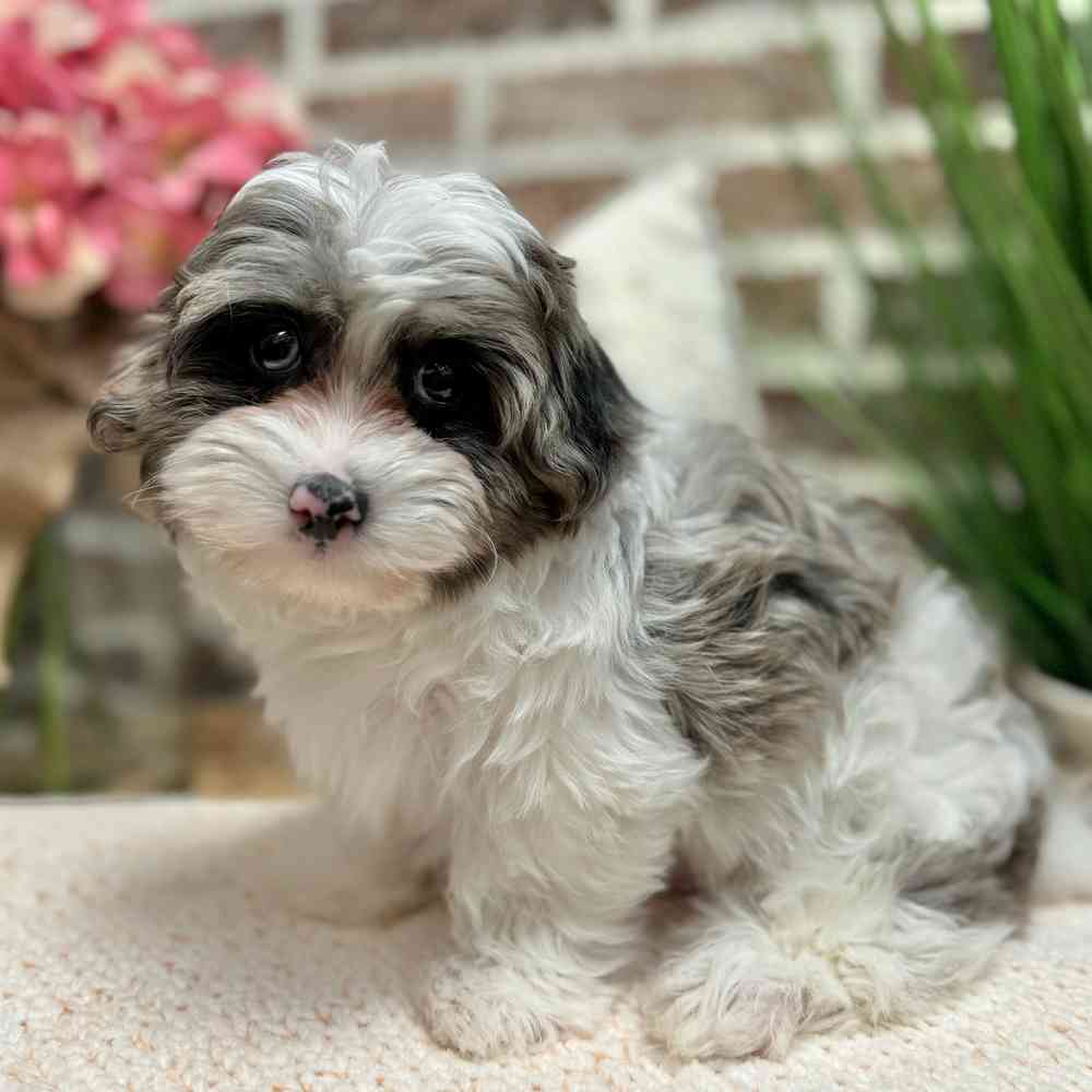 Female Yorkie / Poodle puppy for sale at Shake A Paw Green Brook.