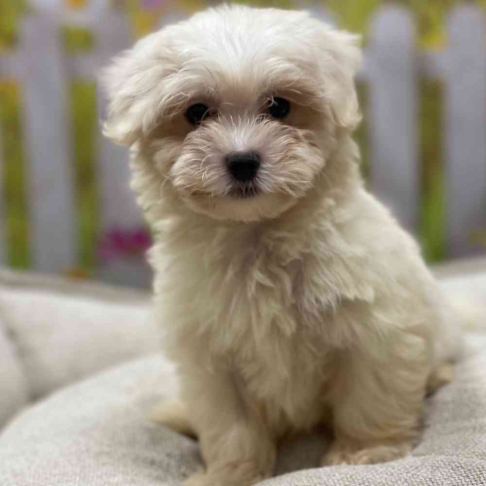 Female Coton De Tulear puppy for sale at Shake A Paw Union.