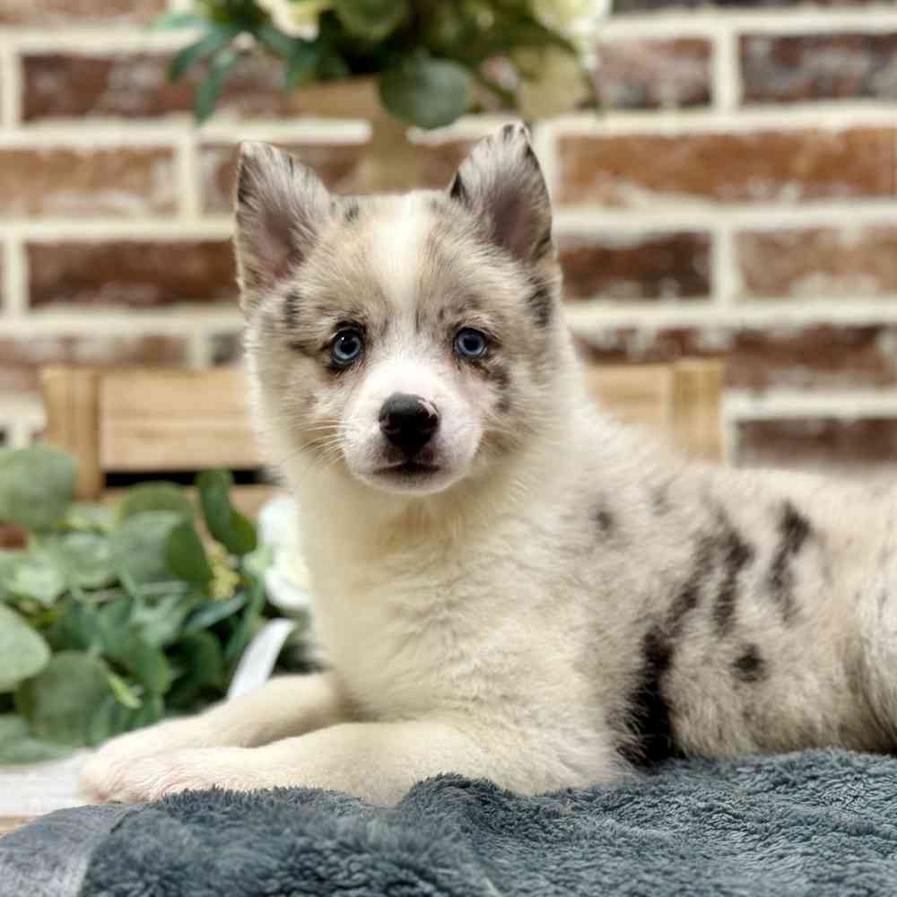 Female Pomsky 2Nd Gen puppy for sale at Shake A Paw Union.