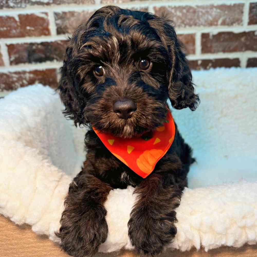 Male Cavapoo puppy for sale at Shake A Paw Union.