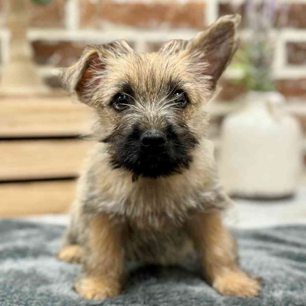 Male Cairn Terrier puppy for sale at Shake A Paw Union.