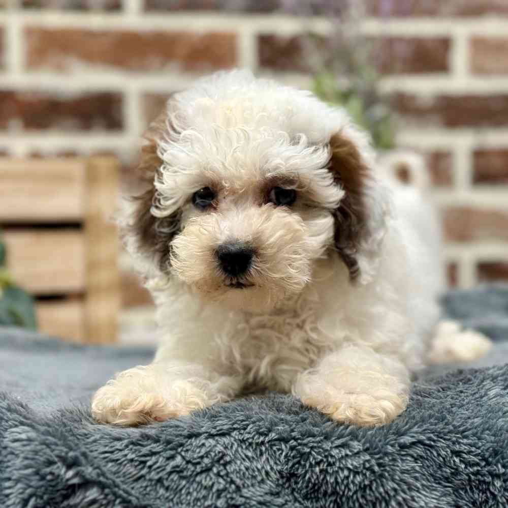 Female Poodle puppy for sale at Shake A Paw Union.