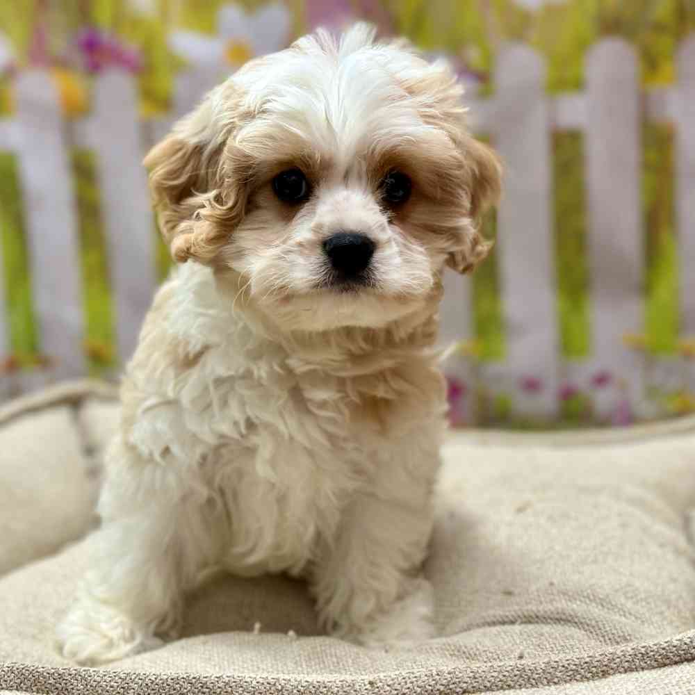Male Cavachon puppy for sale at Shake A Paw Union.