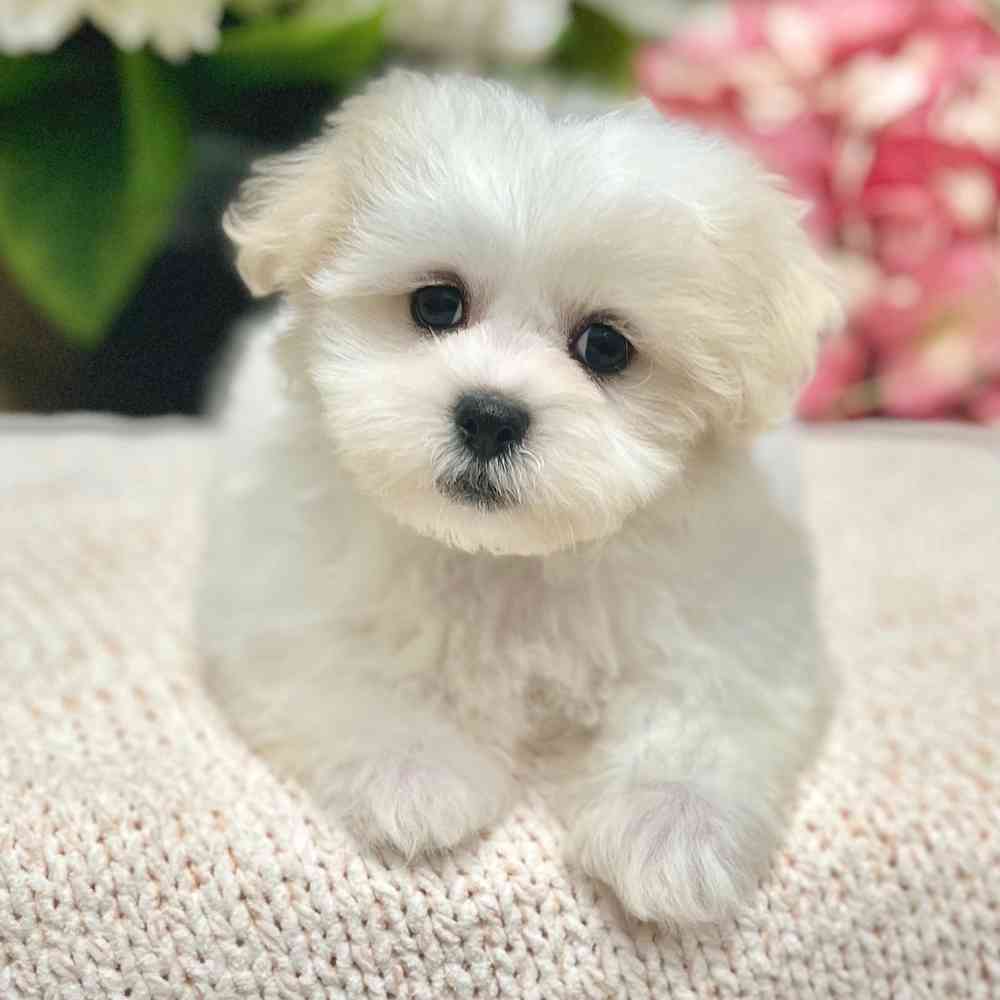 Male Shih Tzu / Bichon puppy for sale at Shake A Paw Green Brook.