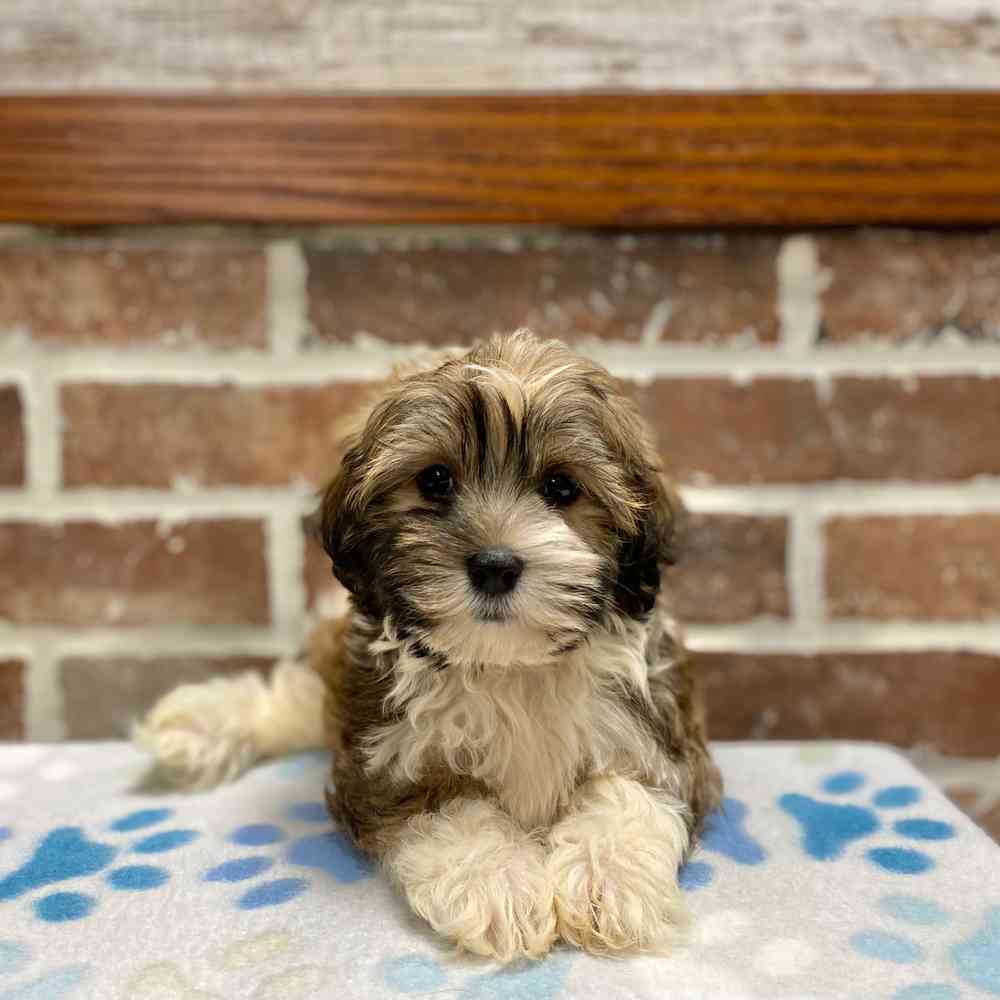 Male Havanese puppy for sale at Shake A Paw Green Brook.