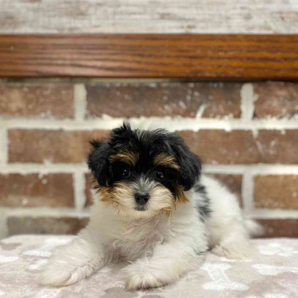 Female Yorkie / Poodle puppy for sale at Shake A Paw Green Brook.
