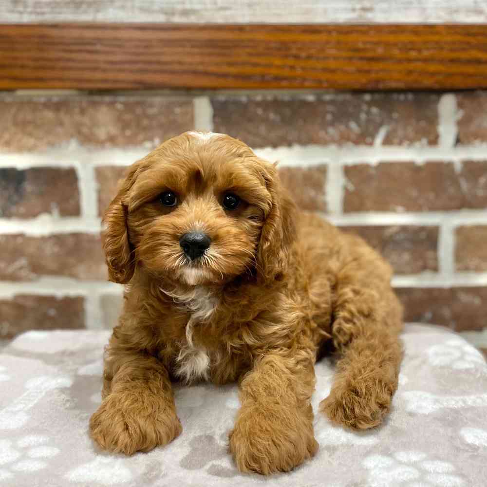 Male Cavapoo puppy for sale at Shake A Paw Green Brook.