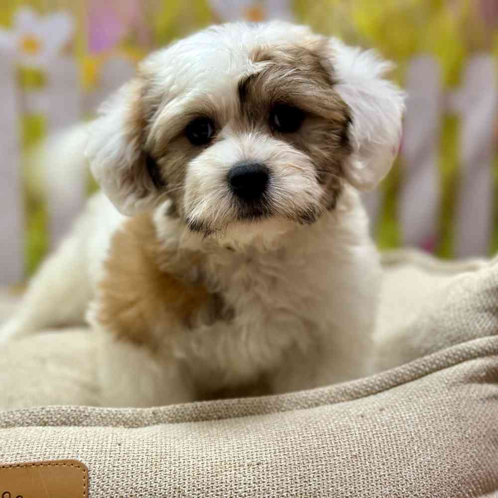 Male Havanese puppy for sale at Shake A Paw Union.
