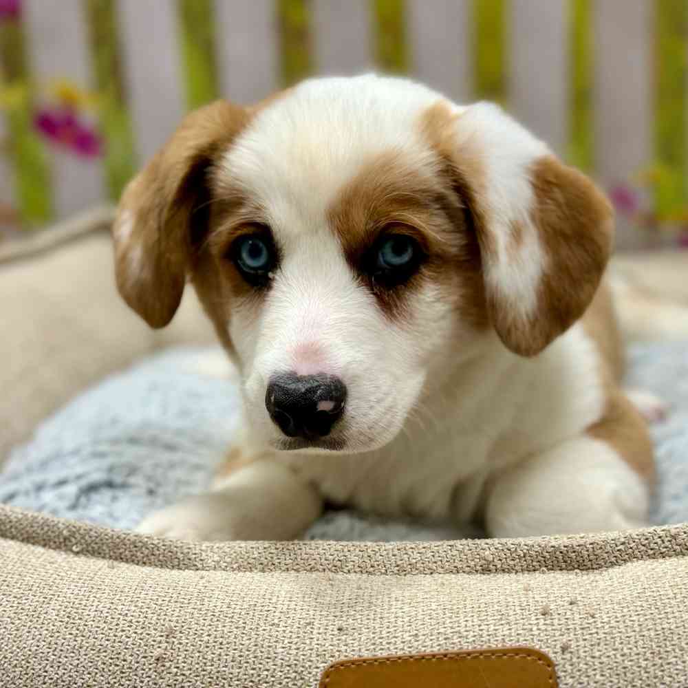Male Cardigan Welsh Corgi puppy for sale at Shake A Paw Union.