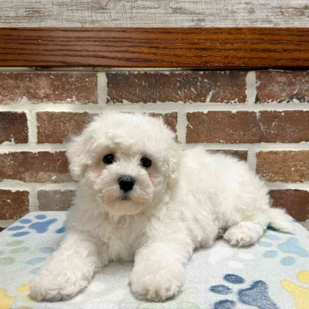 Female Bichon Frise puppy for sale at Shake A Paw Green Brook.