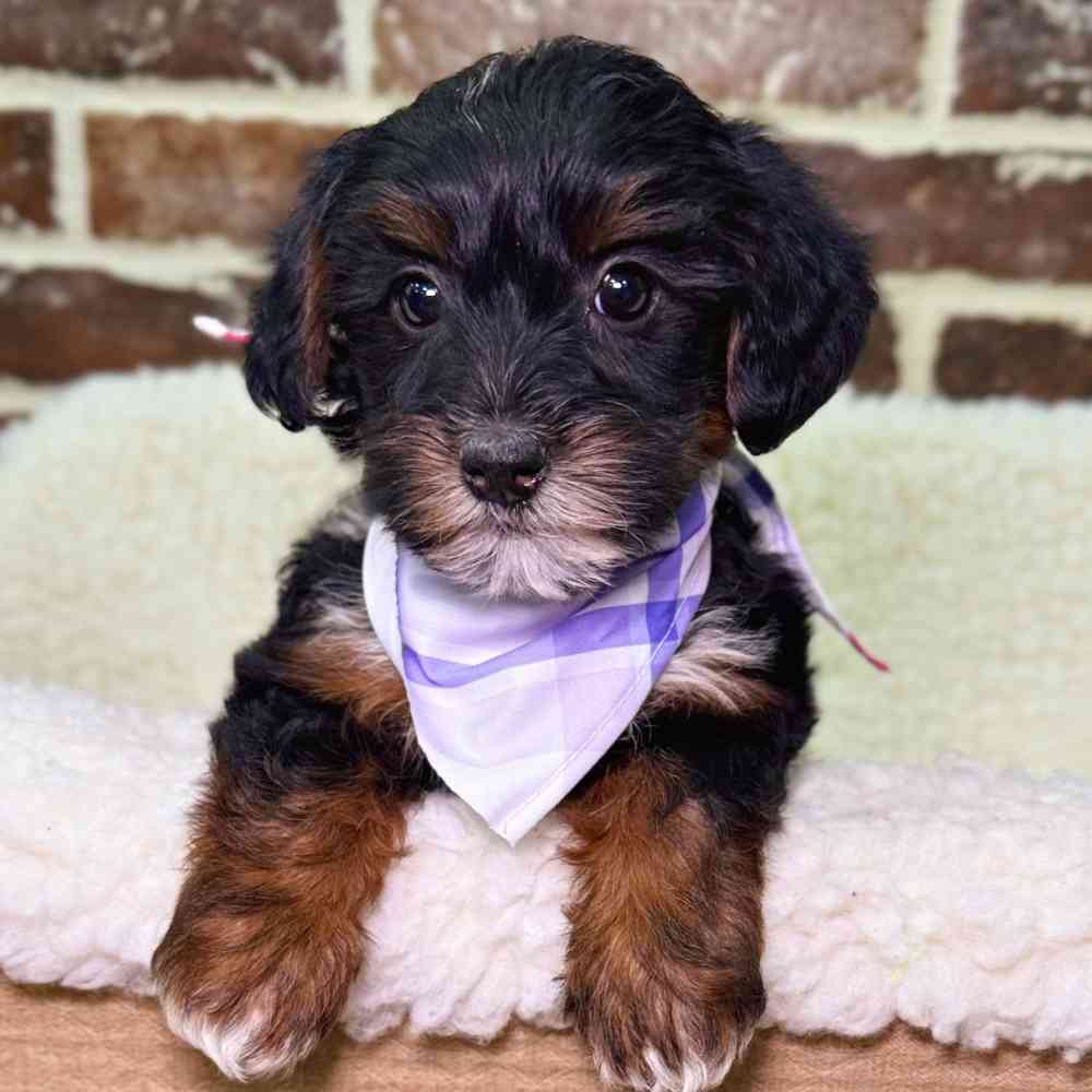 Female Yorkie / Poodle puppy for sale at Shake A Paw Union.