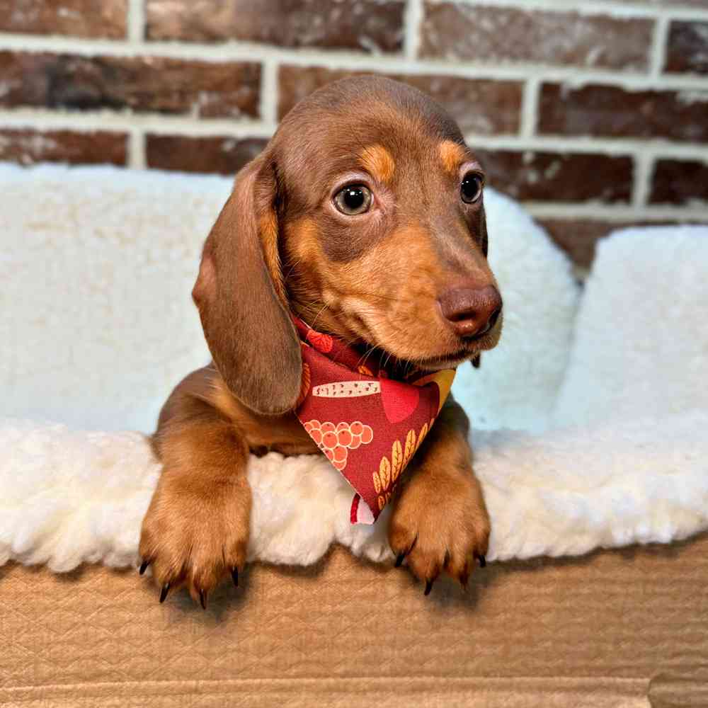 Male Dachshund puppy for sale at Shake A Paw Union.