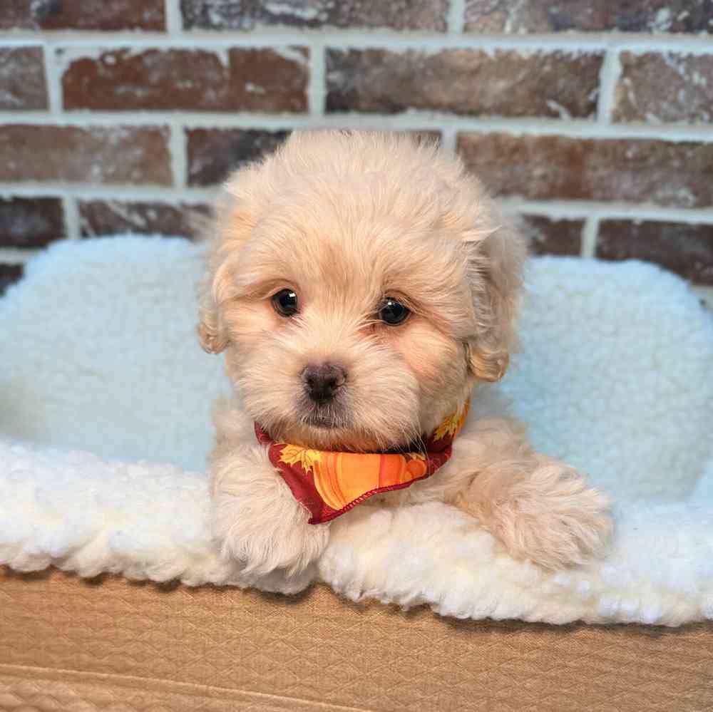 Male Pekingese / Poodle puppy for sale at Shake A Paw Union.