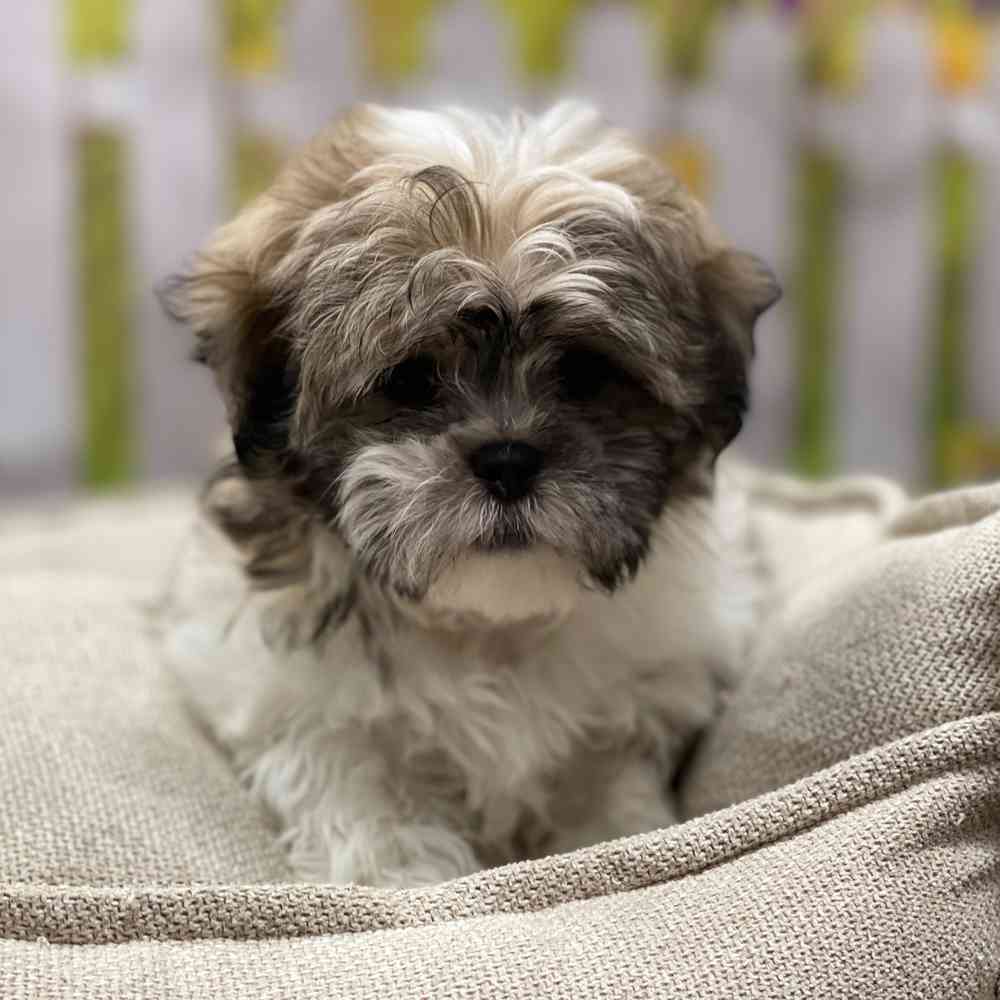 Female Maltese / Shih Tzu puppy for sale at Shake A Paw Union.