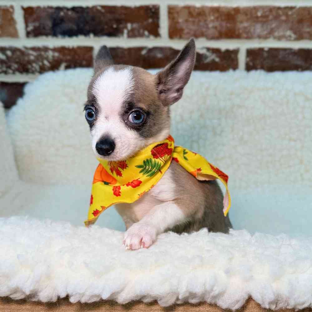 Male Chihuahua puppy for sale at Shake A Paw Union.