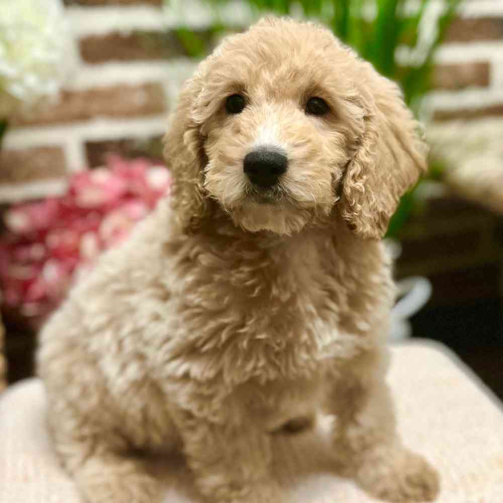 Male Mini Goldendoodle puppy for sale at Shake A Paw Green Brook.