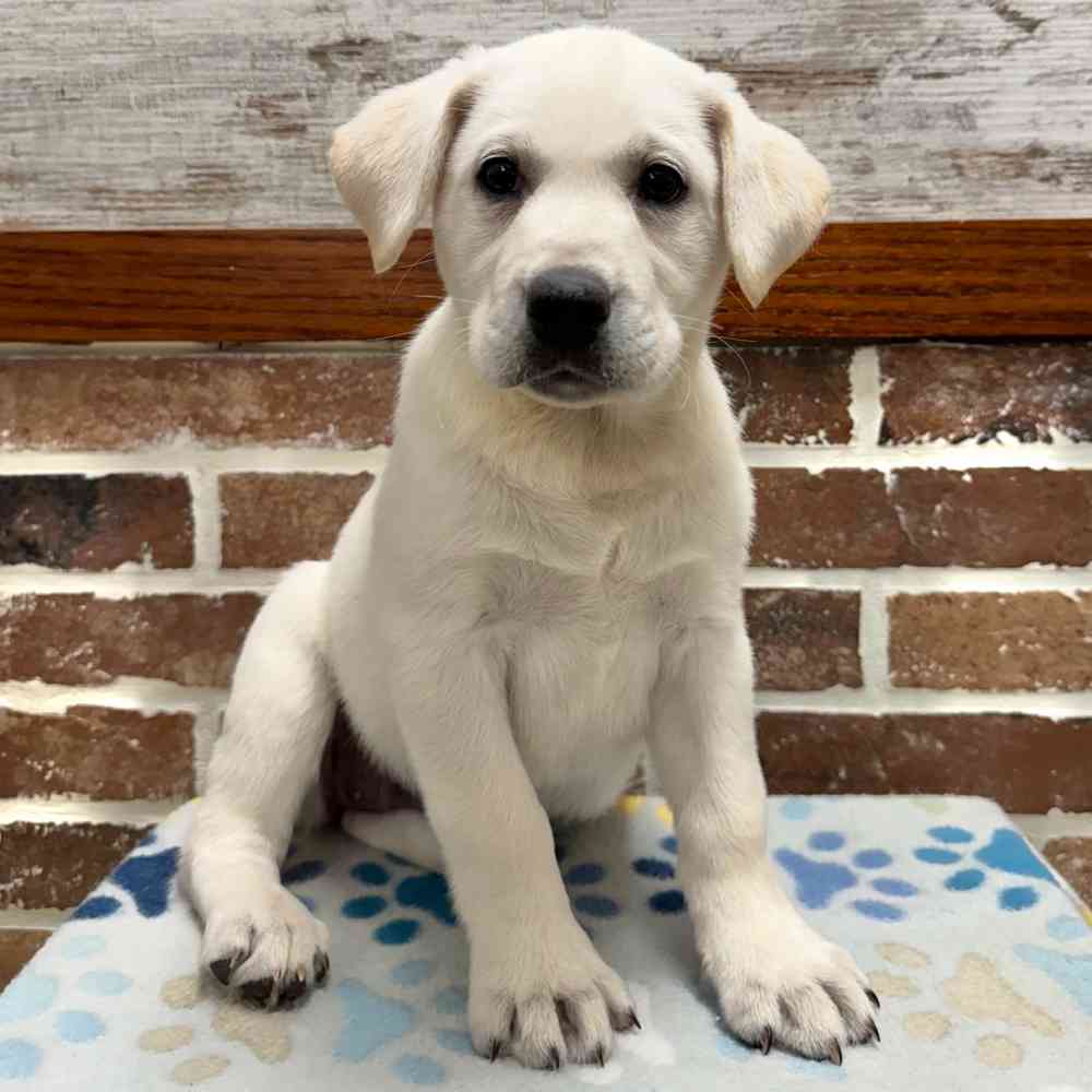 Female Labrador Retriever puppy for sale at Shake A Paw Green Brook.
