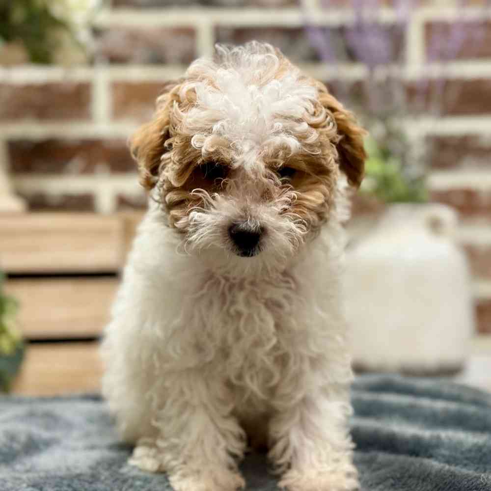 Female Poodle puppy for sale at Shake A Paw Union.
