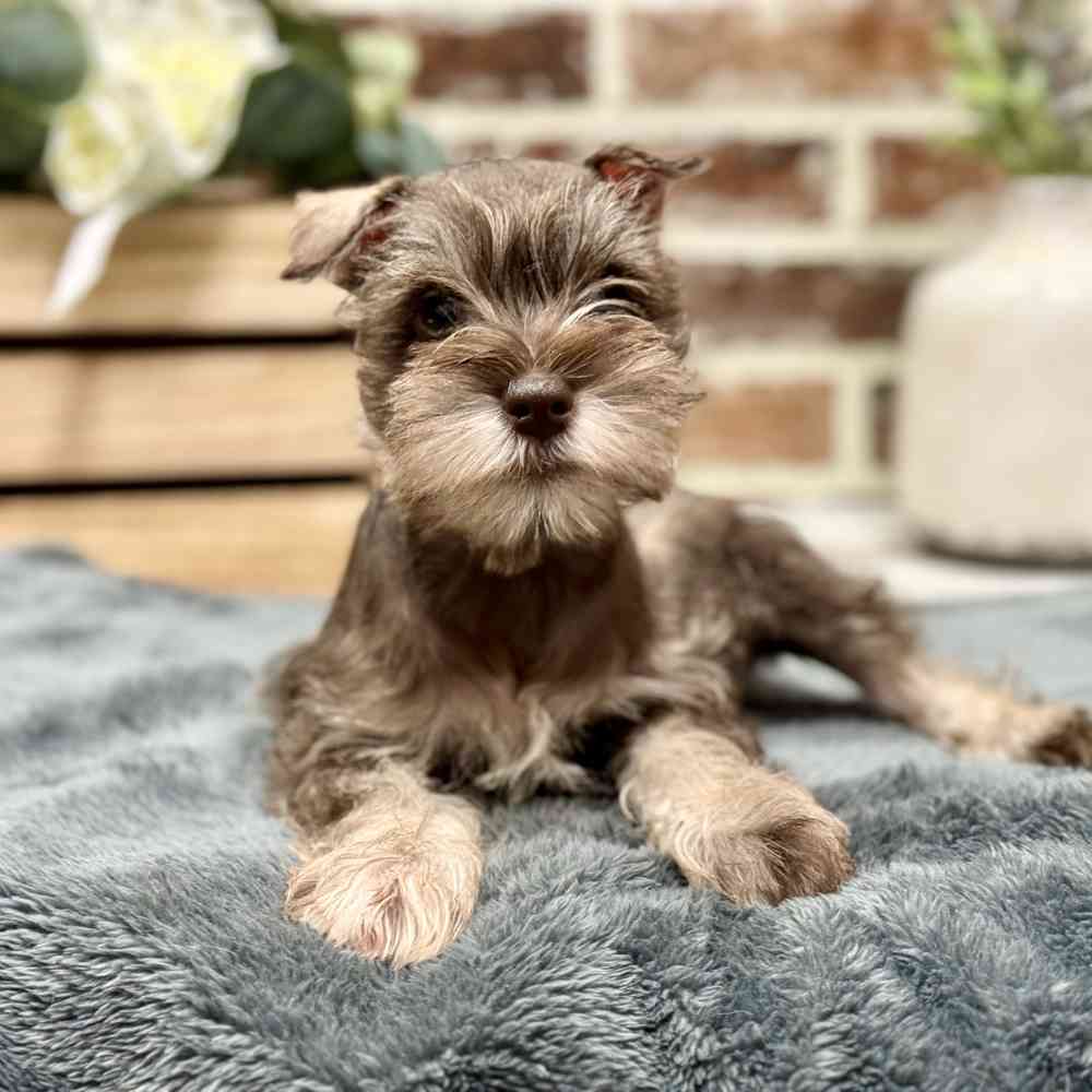 Male Mini Schnauzer puppy for sale at Shake A Paw Union.