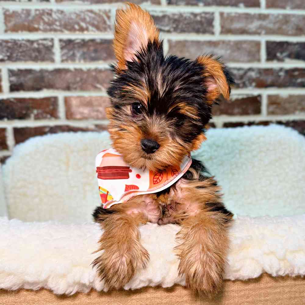 Male Yorkshire Terrier puppy for sale at Shake A Paw Union.