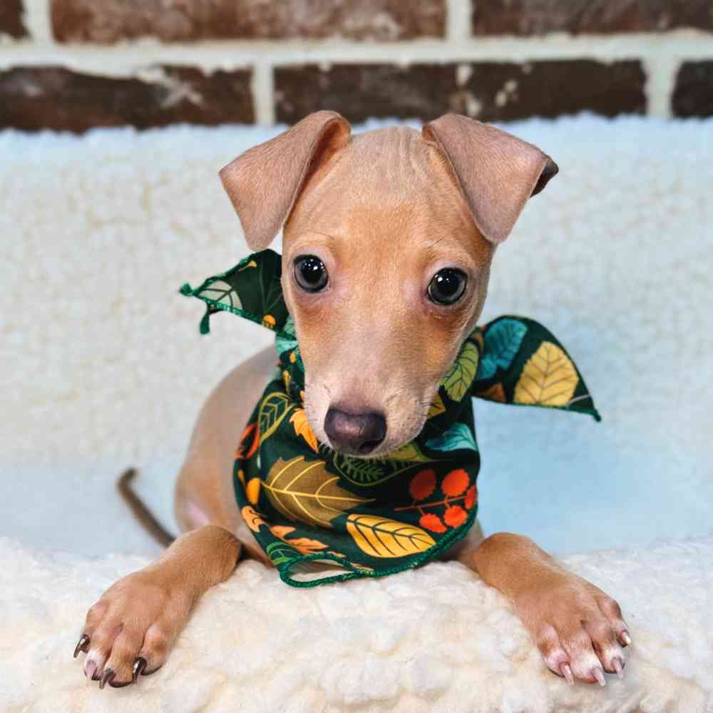 Male Italian Greyhound puppy for sale at Shake A Paw Union.