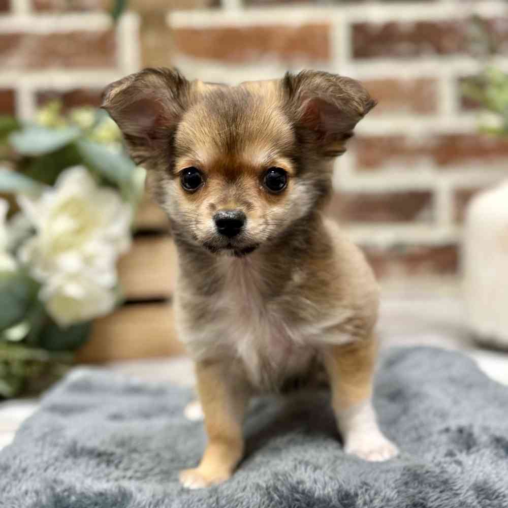 Male Chihuahua puppy for sale at Shake A Paw Union.