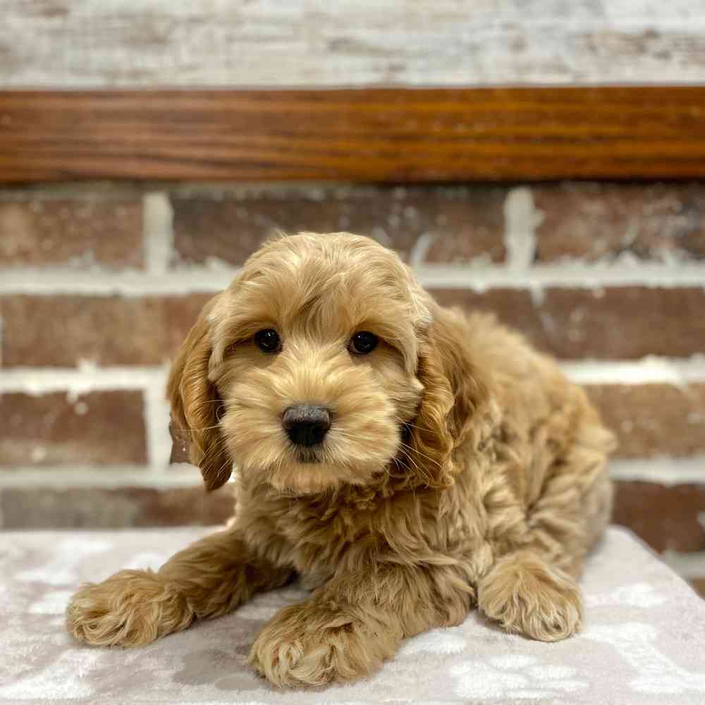 Female Cockapoo 2Nd Gen puppy for sale at Shake A Paw Green Brook.