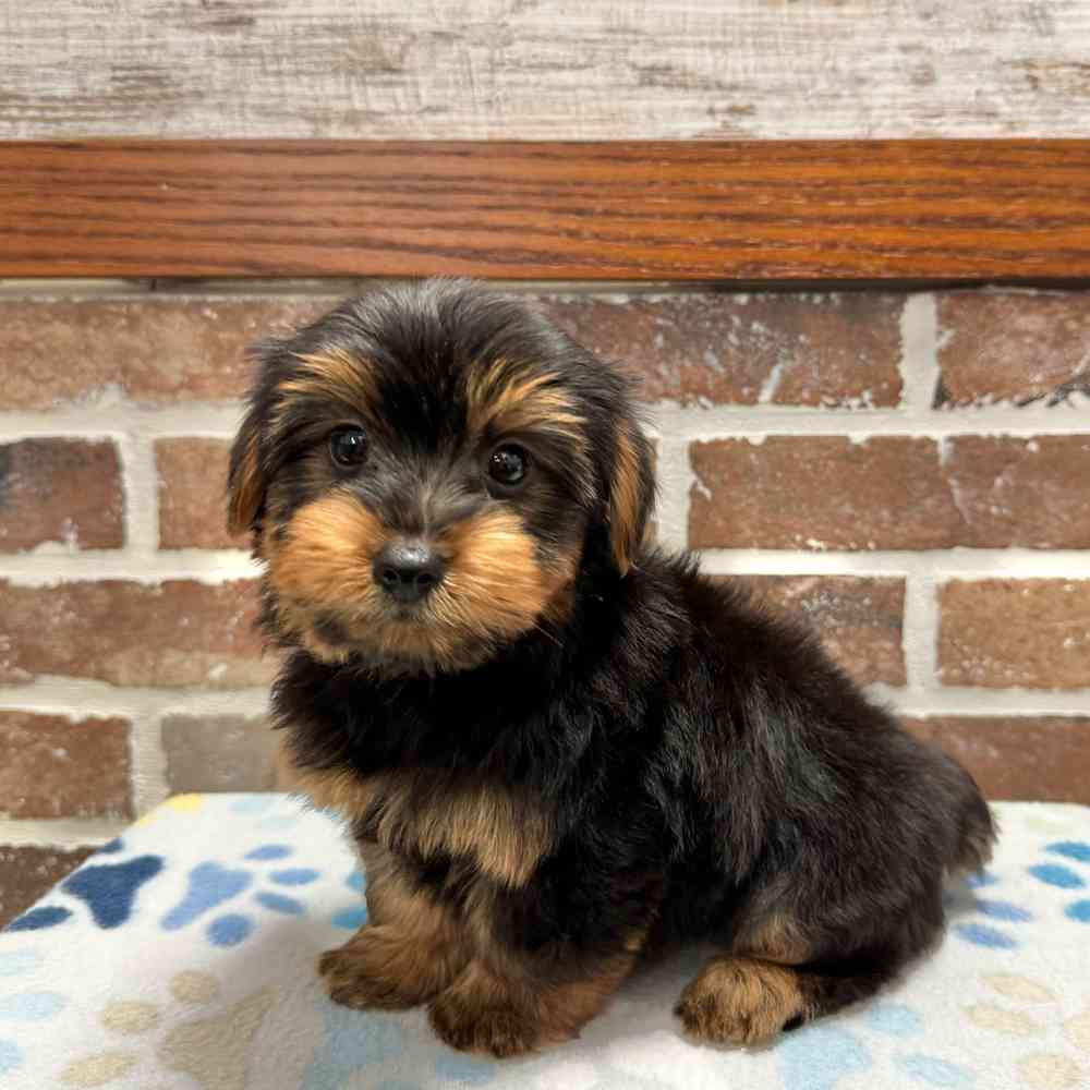 Male Yorkshire Terrier puppy for sale at Shake A Paw Green Brook.